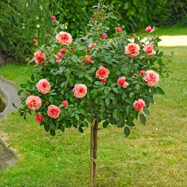 Rosa brevettata Christophe Colomb ® Meilland ad alberello in vaso 24 cm