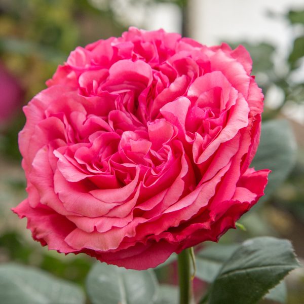 Rosa brevettata Audrey Fleurot