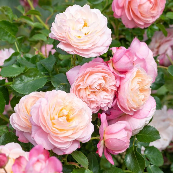 rosa brevettata David Hockney