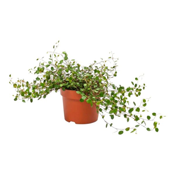 Muehlenbeckia Complexa