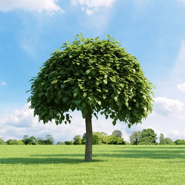 Catalpa Bungei in vaso 33 cm
