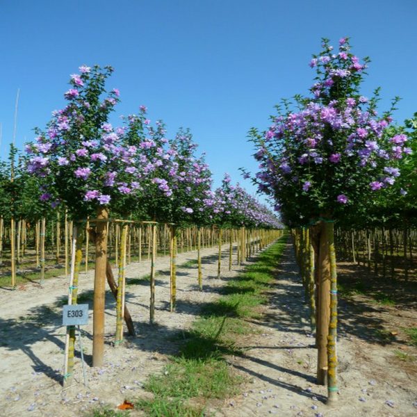 Ibisco Hibiscus Syriacus Sinsense