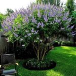 Vitex Agnus Castus Latifolia in vaso 33 cm