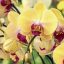 Terriccio Per Orchidee Vitaflor - Substrato Specifico Per Piante Fiorite - 2