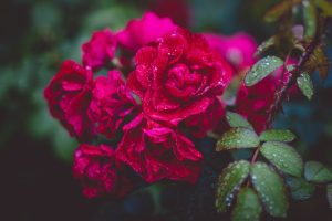 Curare le piante di rosa