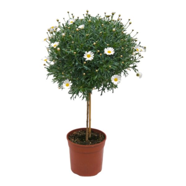 Margherita ad alberello