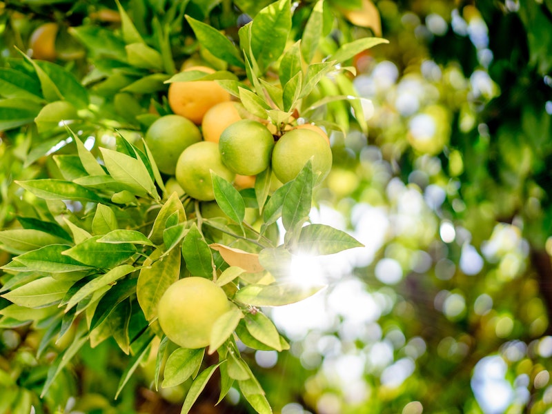 coltivare le piante di agrumi