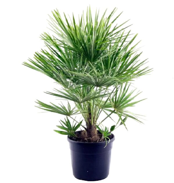 Chamaerops Humilis