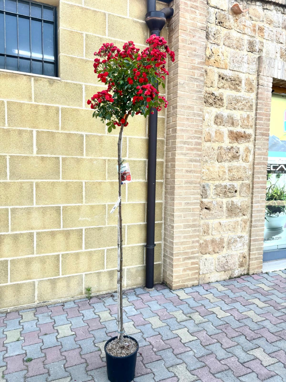 Rosa piangente Scarlet Meillandecore ® Meilland ad alberello in vaso 24 cm 1 28490791