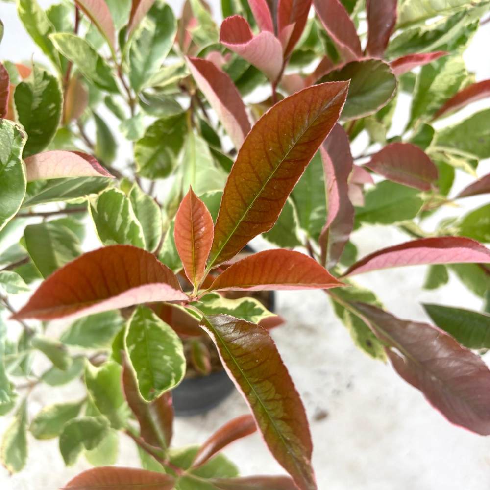 Photinia variegata Louise Mclarlou in vaso 18 cm 3 28635413