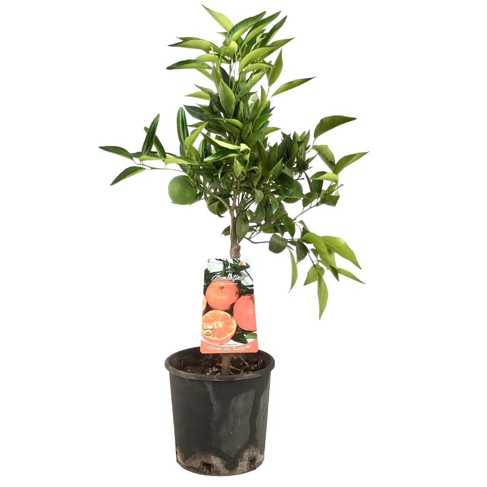 Clementino alberetto in vaso 18 cm 1 28640284