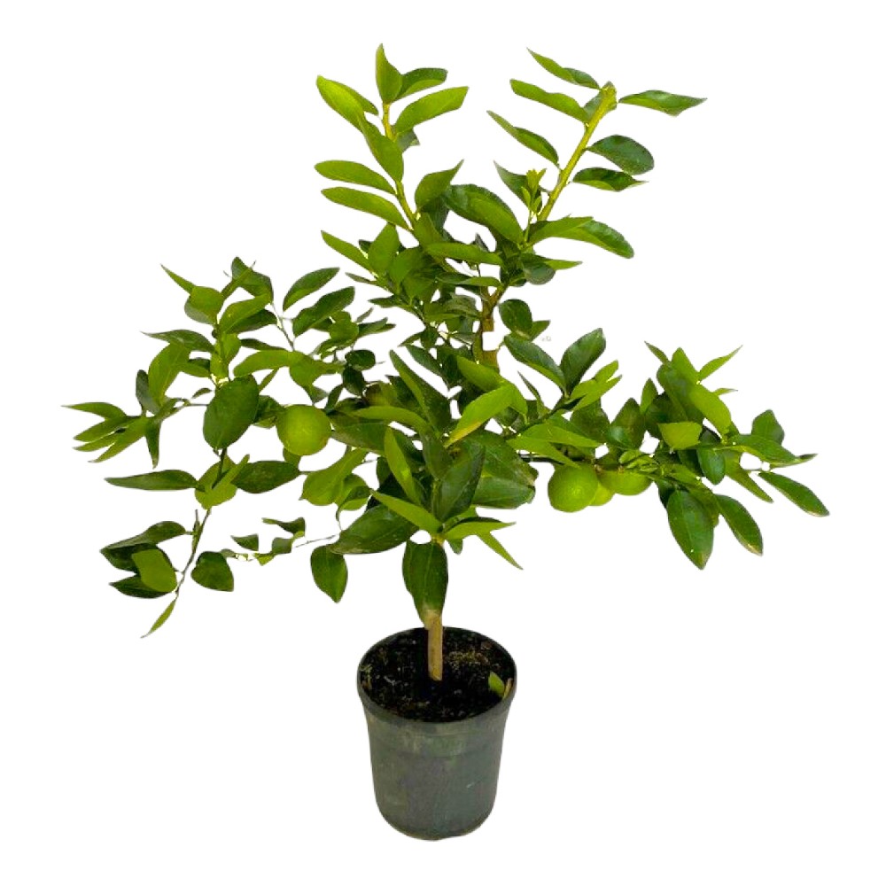 Lime di Tahiti alberetto in vaso 18 cm 1 28656469