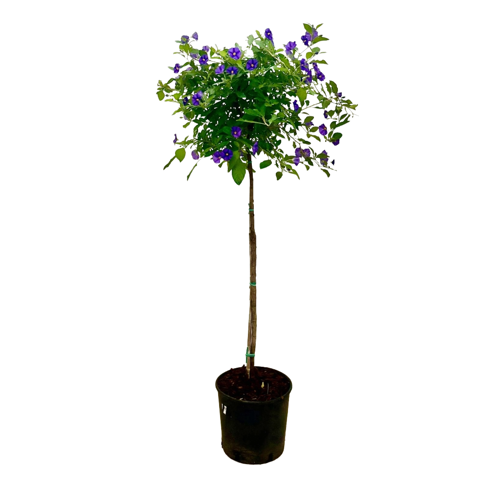 Solanum Rantonetti blu ad alberello in vaso 18 cm 1 30356653
