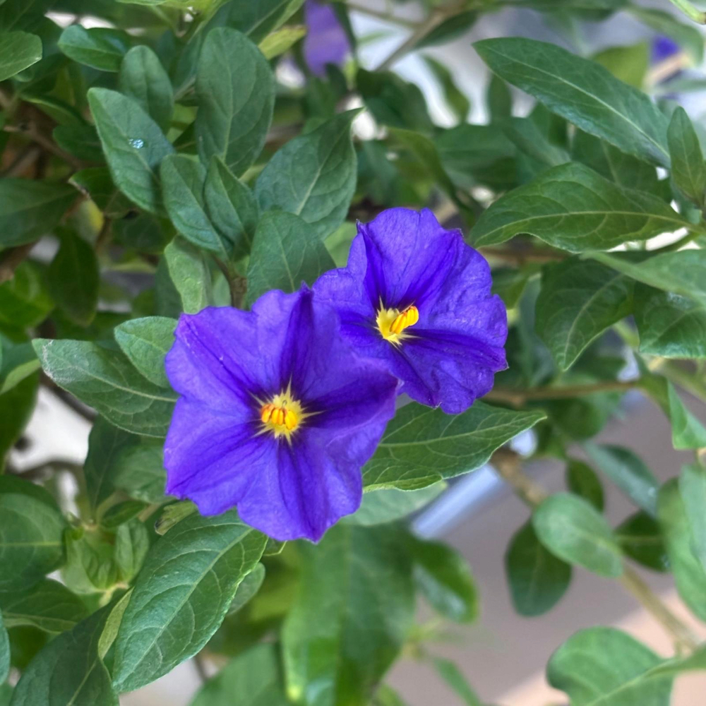 Solanum Rantonetti blu ad alberello in vaso 18 cm 2 30356879