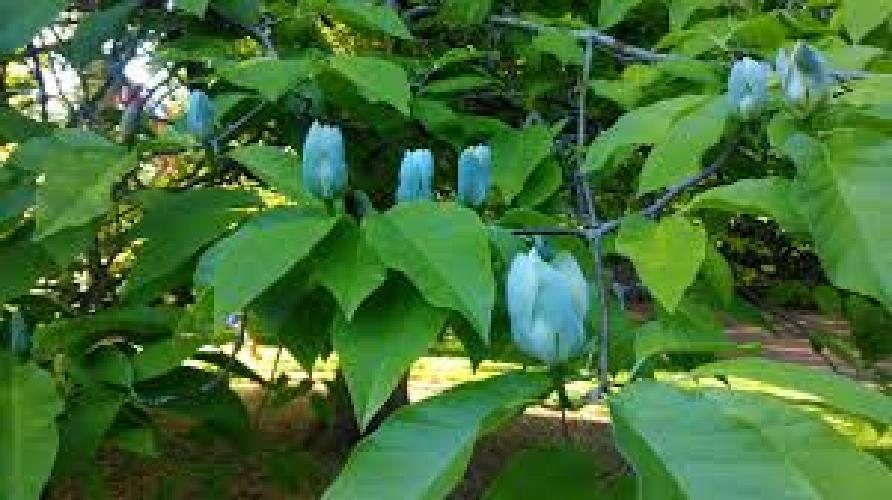 Magnolia Acuminata Blue Opal in vaso 18 cm 2 30706277