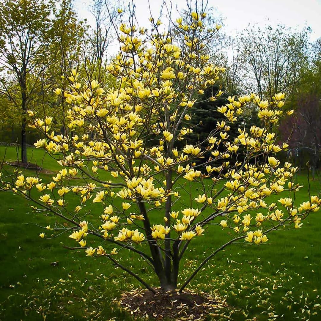Magnolia x brookynensis Yellow Bird-Magnolia da fiore giallo in vaso 18 1 30707282