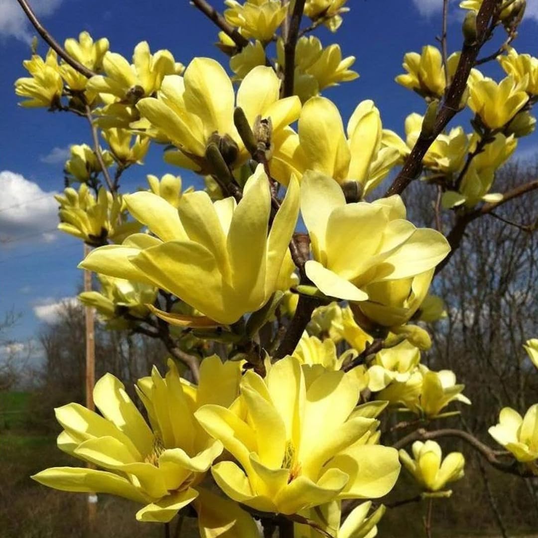 Magnolia x brookynensis Yellow Bird-Magnolia da fiore giallo in vaso 18 2 30707285