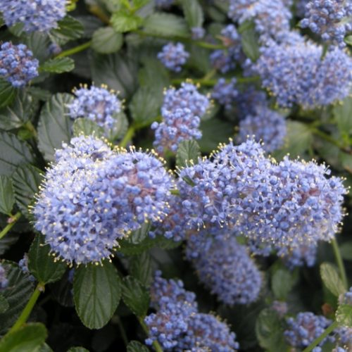 Ceanothus Thyrsif. Repens strisciante in vaso 18 cm 3 30744826