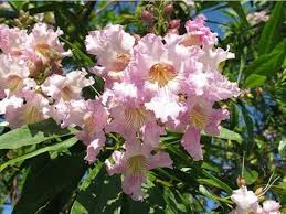 Chitalpa Pink Dawn in vaso 18 cm 2 30744952