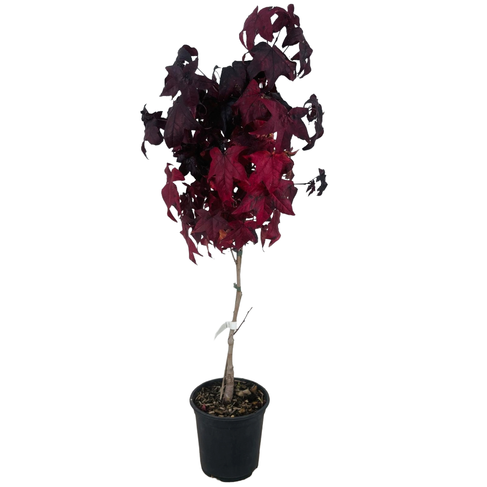 Liquidambar Styraciflua Gumball in vaso 18 cm 1 30745301