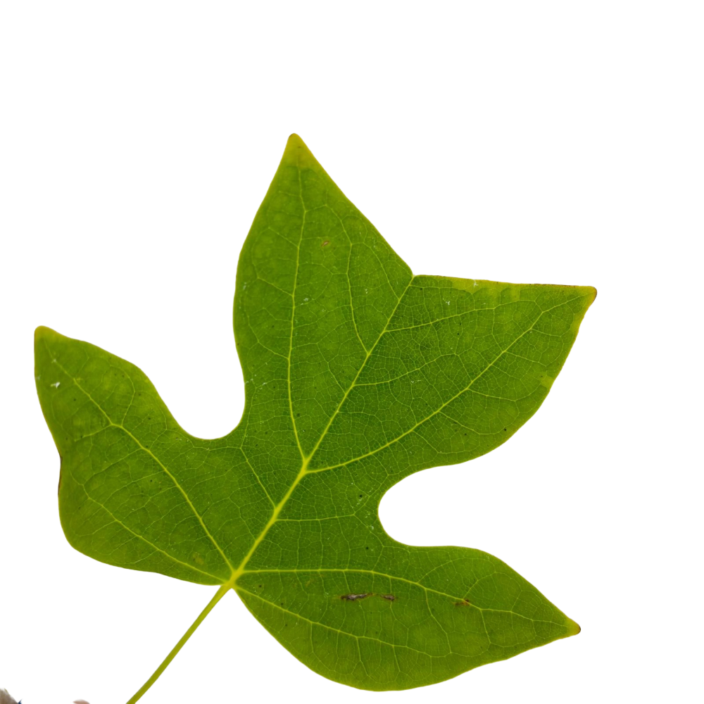 Liriodendron Tulipifera in vaso 16/18 cm 5 30745401