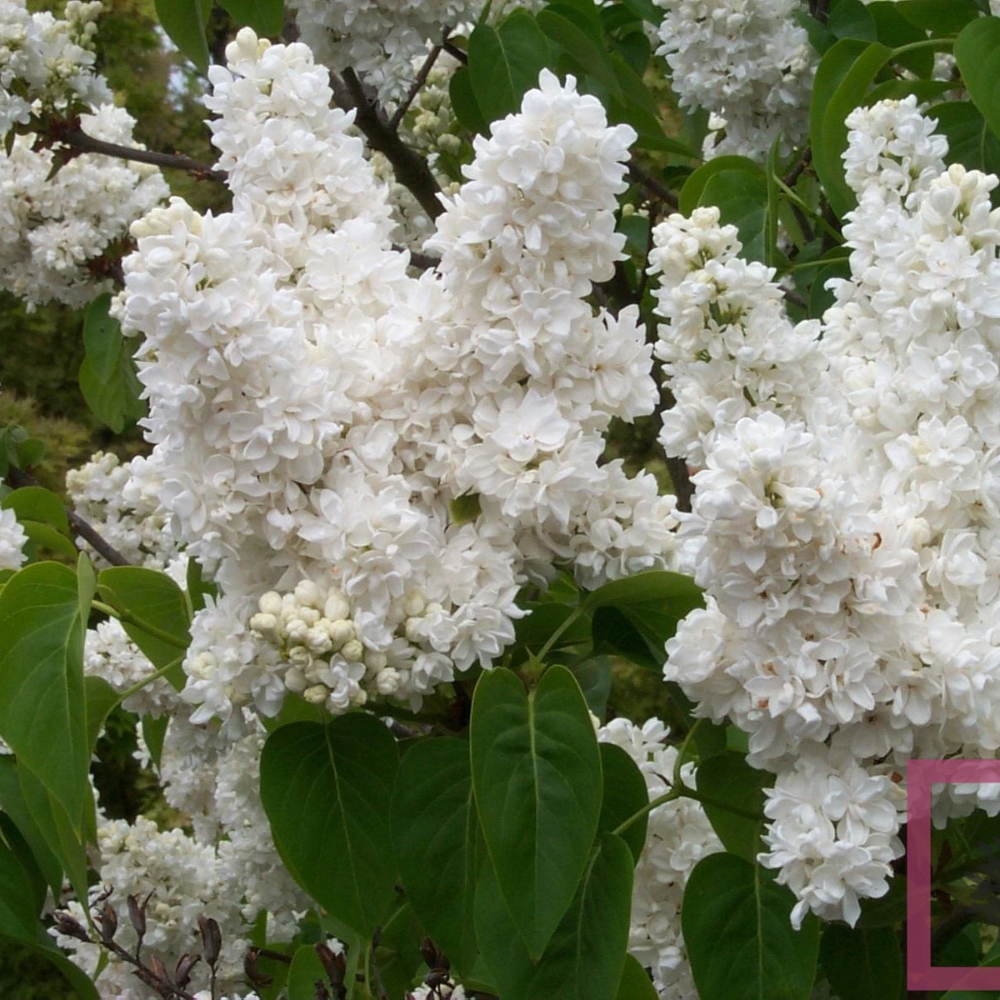 Lilla' bianco Profumato Syringa Vulgaris Lemoine in vaso 18 cm 1 30747816