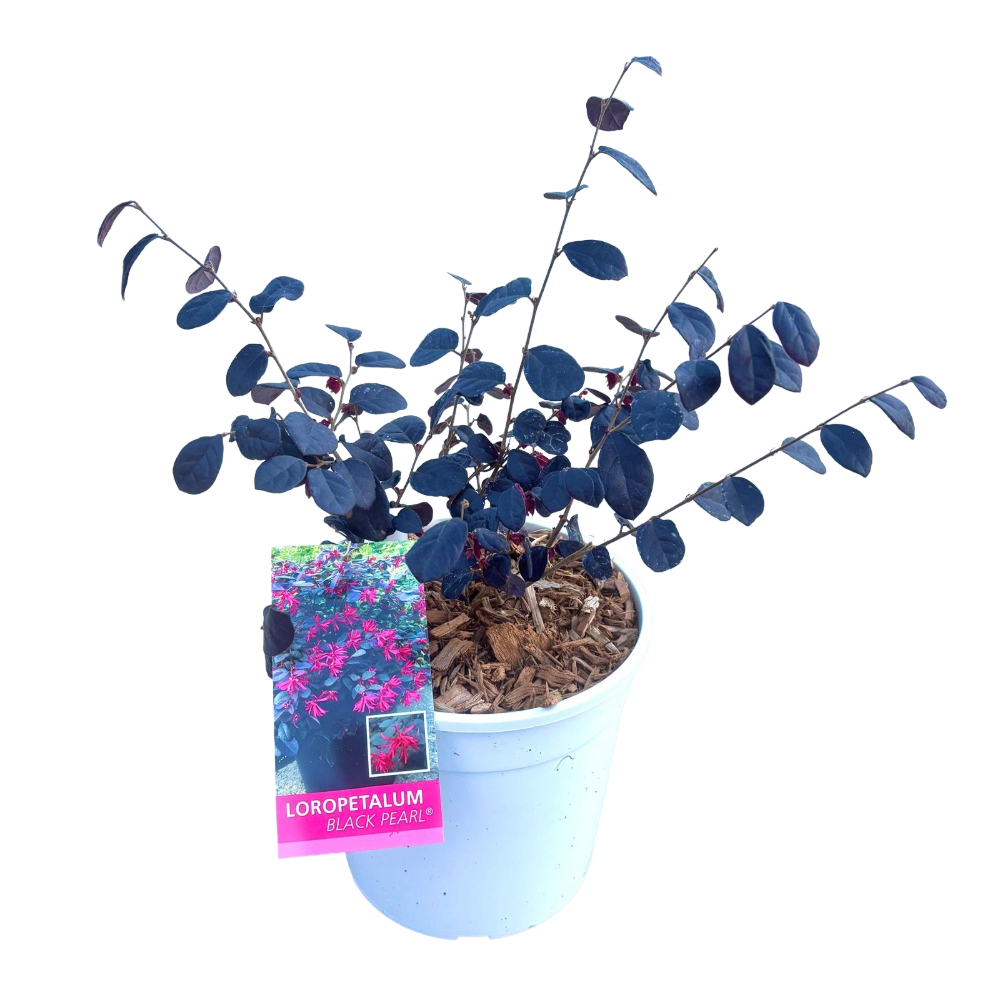 Loropetalum Chinense Fire Dance in vaso 16/18 cm 1 30757882
