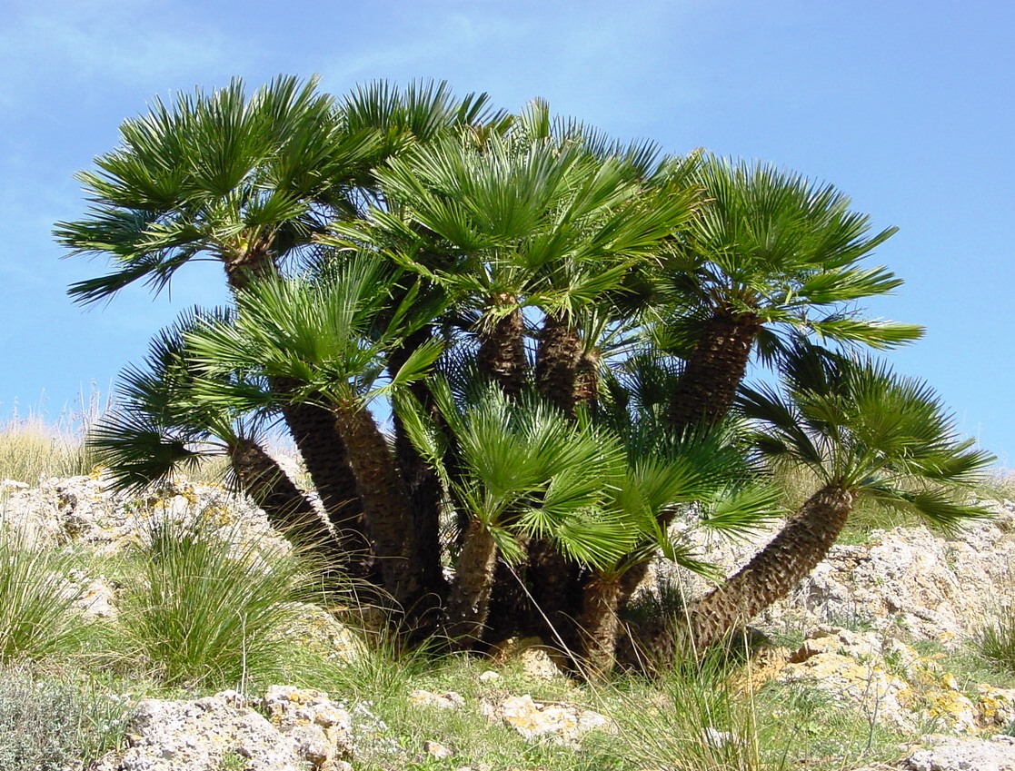 Chamaerops Humilis in vaso 24 cm 4 31666346