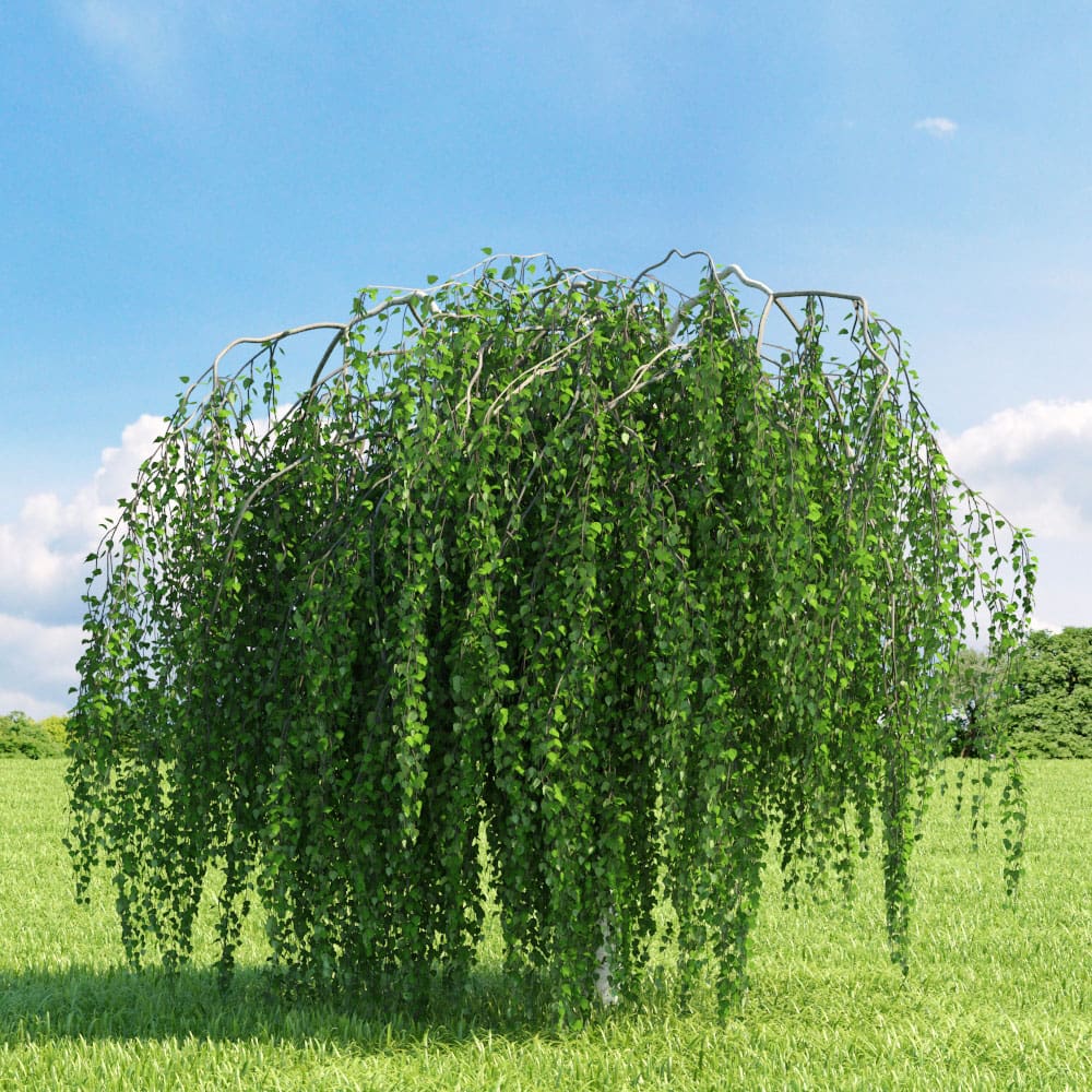 Betulla Pendula piangente Youngii in vaso 18 cm 3 31667608