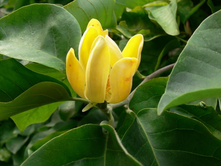 Magnolia x brookynensis Yellow Bird-Magnolia da fiore giallo in vaso 18 4 31668039