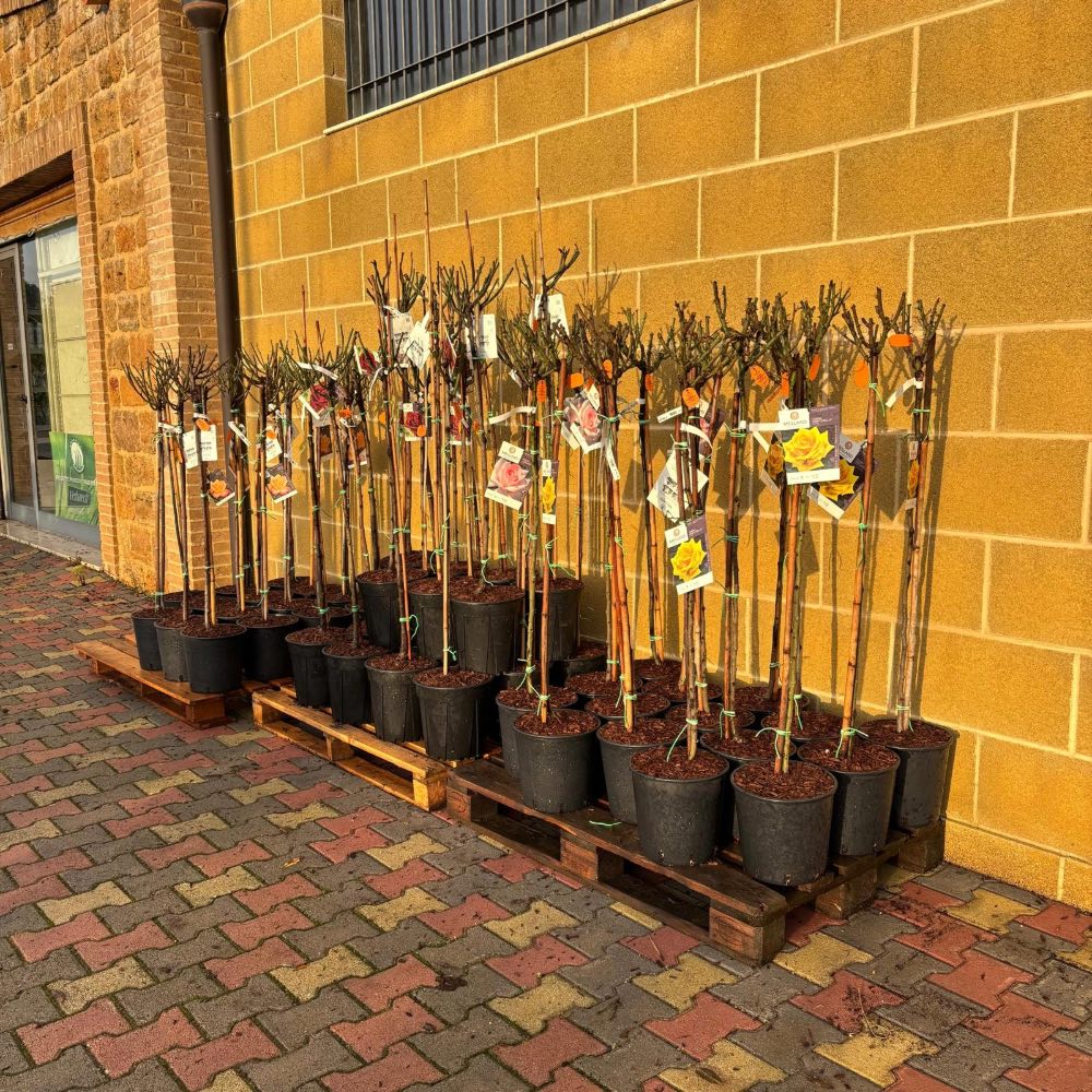 Rosa Black Baccara® Meilland ad alberello in vaso 24 cm 5 33886903