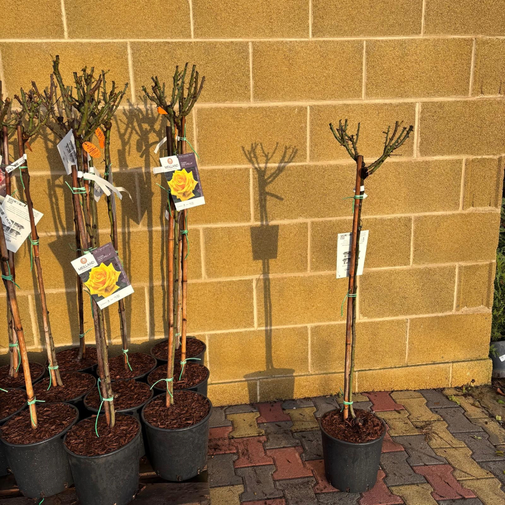 Rosa Julio Iglesias® Meilland ad alberello in vaso 24 cm 4 33886950