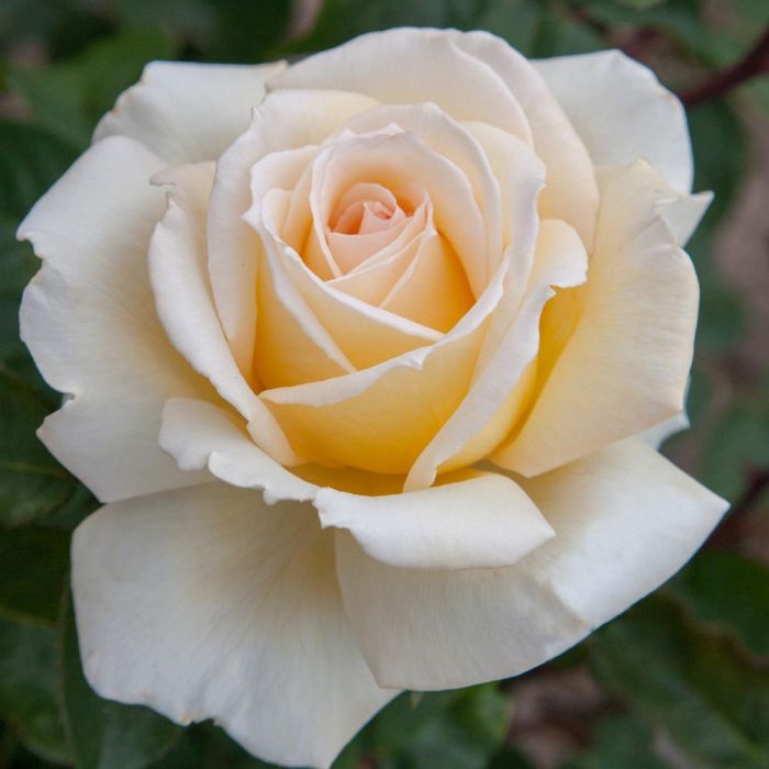 Rosa CHRISTOPHE DECHAVANNE ® Meilland a cespuglio vaso 19 cm 1 33904115