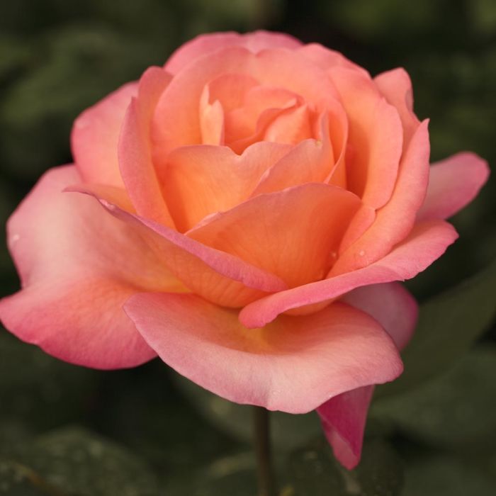 Rosa JAZZ FESTIVAL® Meilland a cespuglio in vaso 19 cm 1 33904228