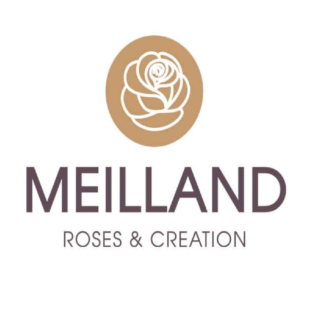 Rosa Golden PAREO ® Meilland rampicante in vaso 20 cm 4 33908667