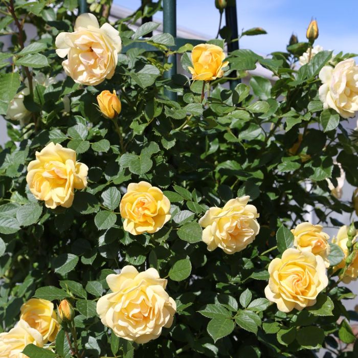 Rosa Golden PAREO ® Meilland rampicante in vaso 20 cm 1 33911683