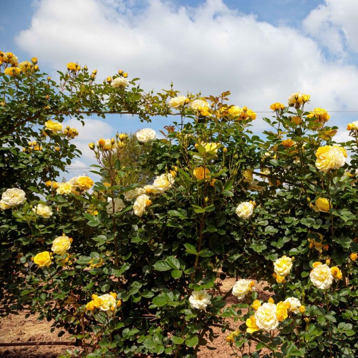 Rosa Golden PAREO ® Meilland rampicante in vaso 20 cm 2 33911706