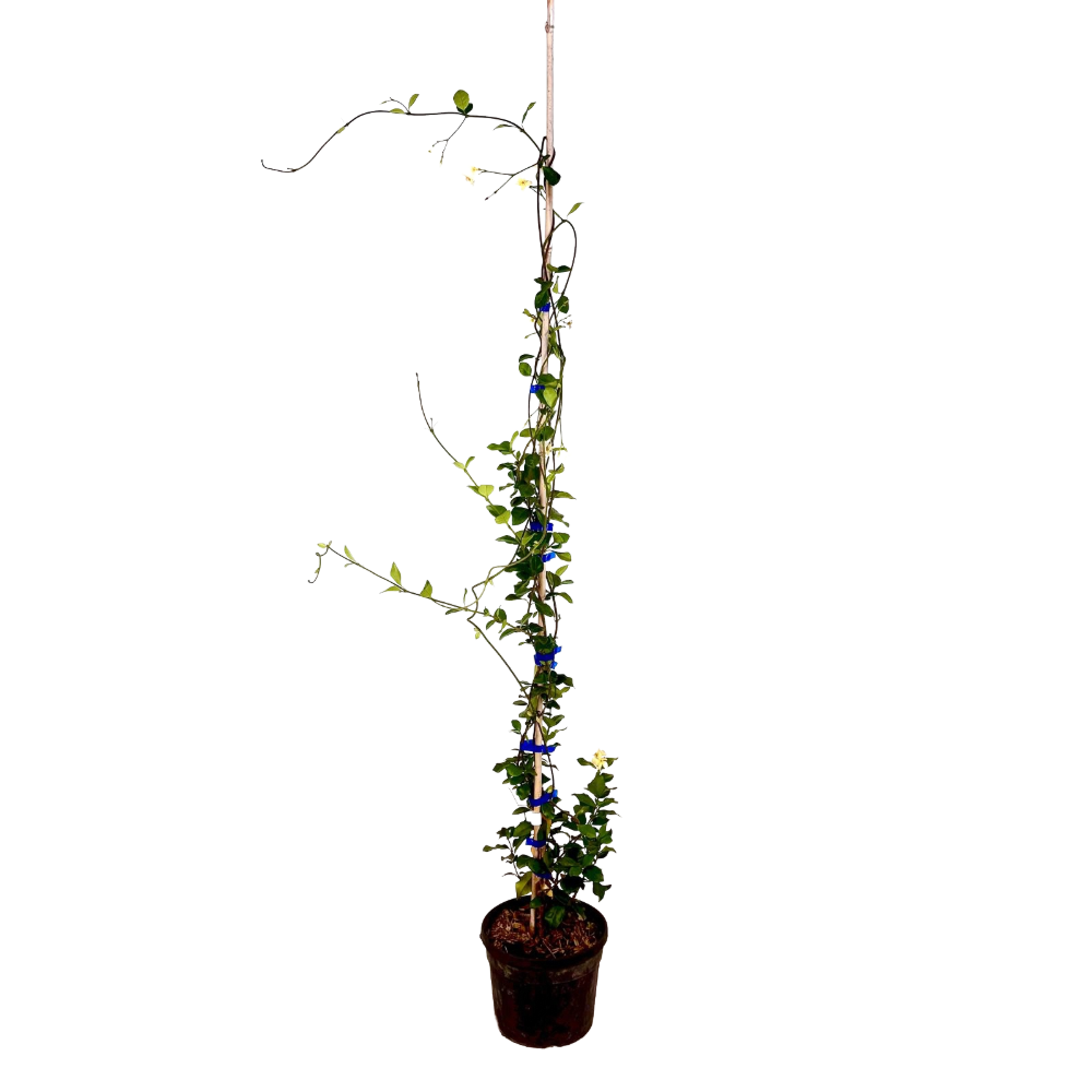 Rhincospermum Jasminoides Rosa in vaso 18 cm 2 33926499