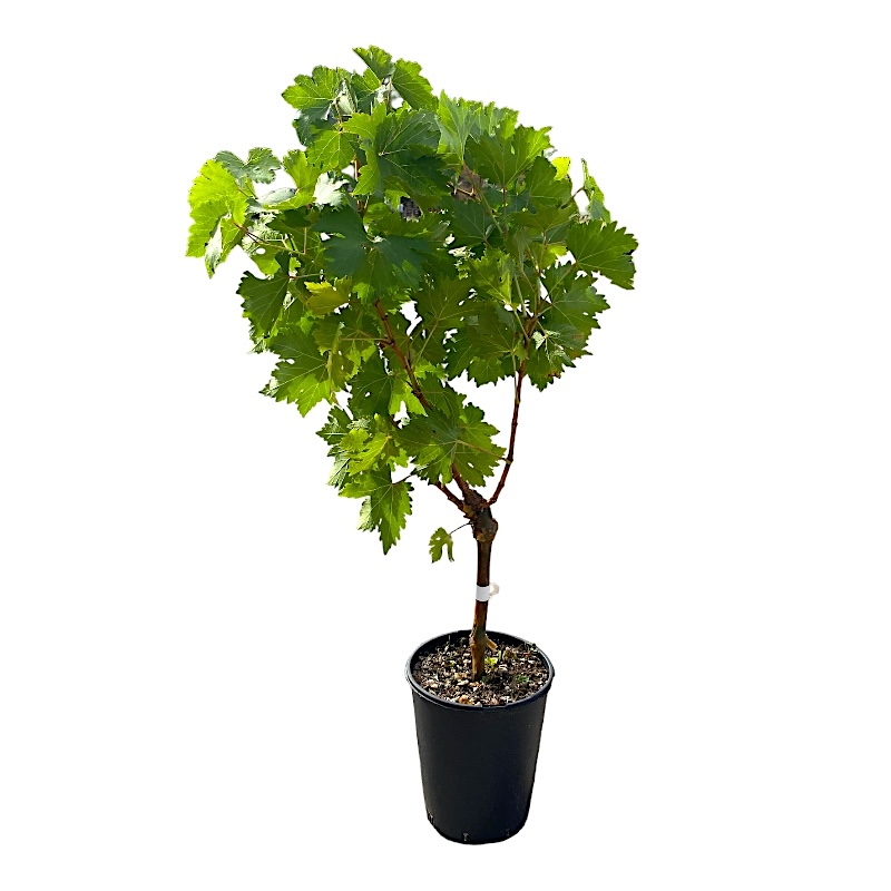 Uva DON MARIANO NAPOLEON nera in vaso 16 cm AMDGARDEN 2 33926835