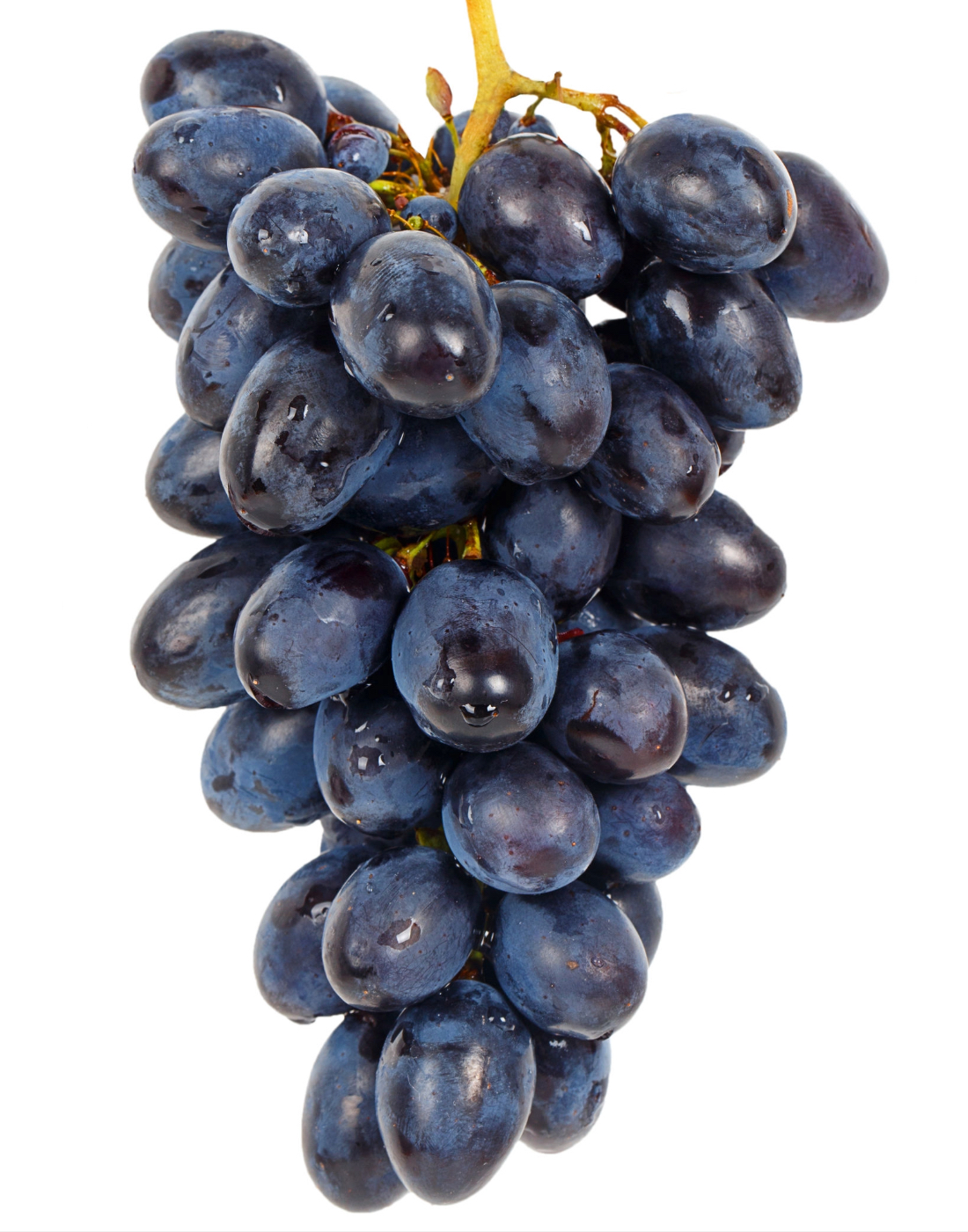 Uva DON MARIANO NAPOLEON nera in vaso 16 cm AMDGARDEN 1 33926864