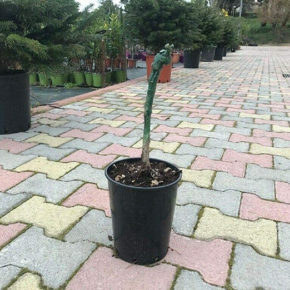 Uva VICTORIA Bianca in vaso 16 cm 3 33927107