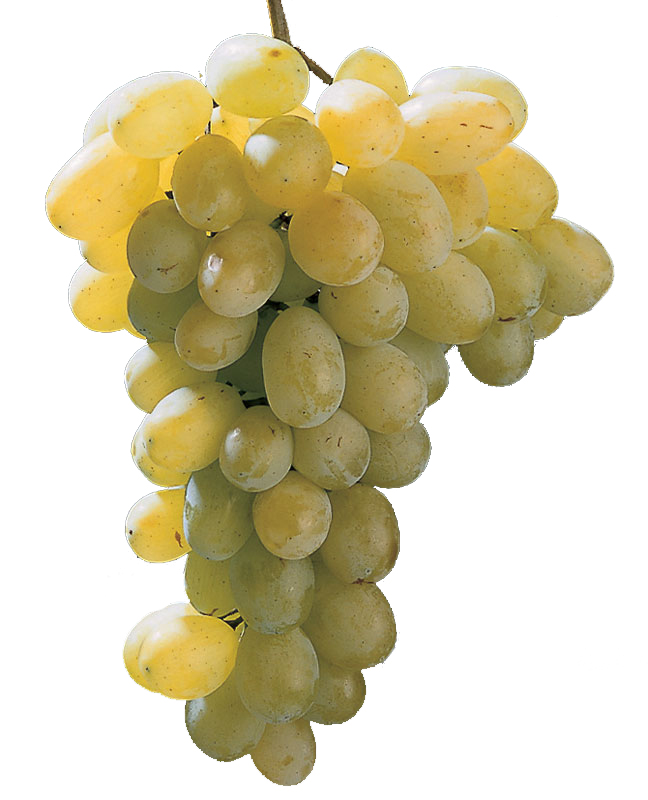 Uva VICTORIA Bianca in vaso 16 cm 1 33927131