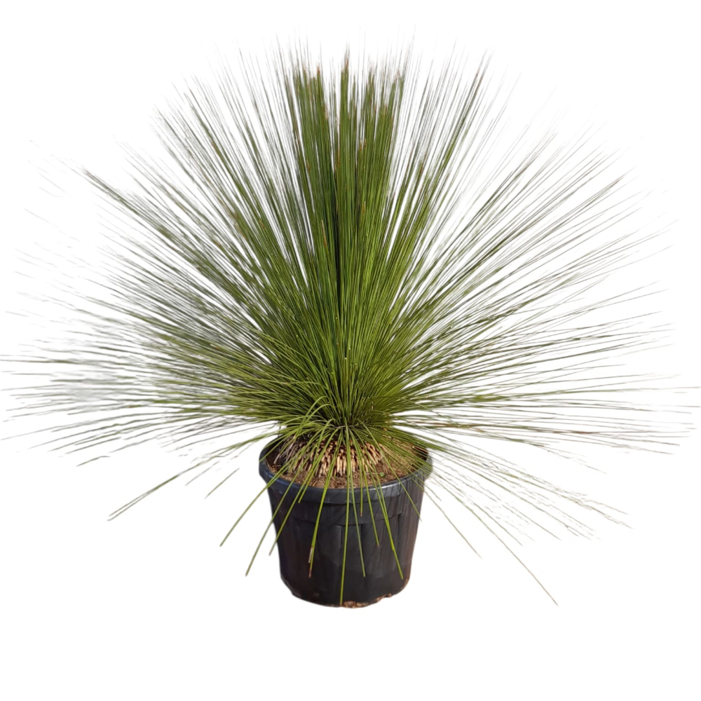 Albero d'Erba Messicano DASYLIRION LONGISSIMUM in vaso 18 cm 1 33929562