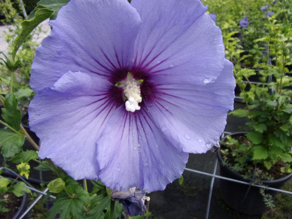 Hibiscus di Montagna ULTRAMARINE vaso 18 cm 1 33931472