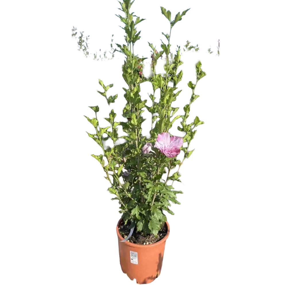 Hibiscus di Montagna ULTRAMARINE vaso 18 cm 4 33931474