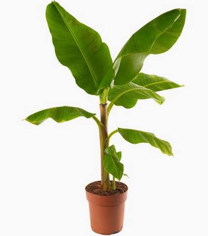 Banano di Montagna MUSA BASJOO in vaso 18 cm 1 33936087