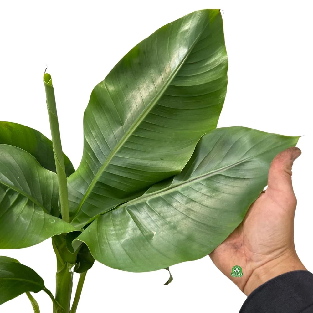 Banano di Montagna MUSA BASJOO in vaso 18 cm 2 33936088