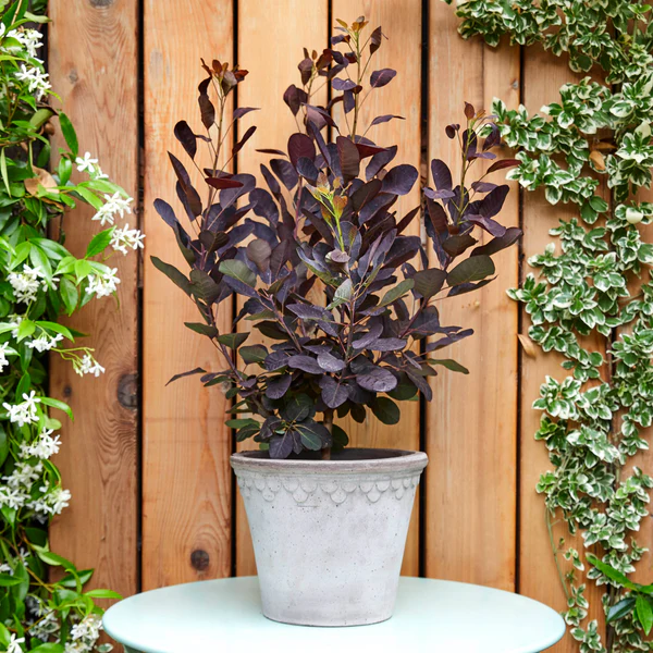 Cotinus Coggygria Royal Purple albero della nebbia in vaso 18 cm 1 33937446
