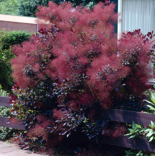 Cotinus Coggygria Royal Purple albero della nebbia in vaso 18 cm 2 33937538