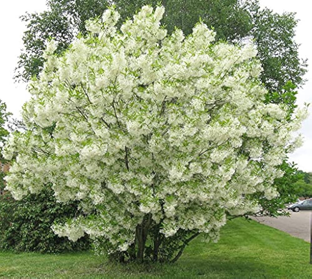 Albero della neve Chionanthus Virginicus vaso 18 cm 3 33937911